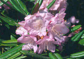 ホソバシャクナゲ/良形株【現品発送】管理70849 ホソバシャクナゲ/良形株【現品発送】管理70849 - メルカリ