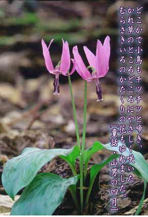 どこかで小鳥もチツチツと啼き、かれ草のところどころにやさしく咲いたむらさきいろのかたくりの花もゆれました。(宮沢賢治「童話・山男の四月」)