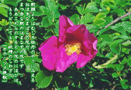 オホーツク挽歌（宮沢賢治）
