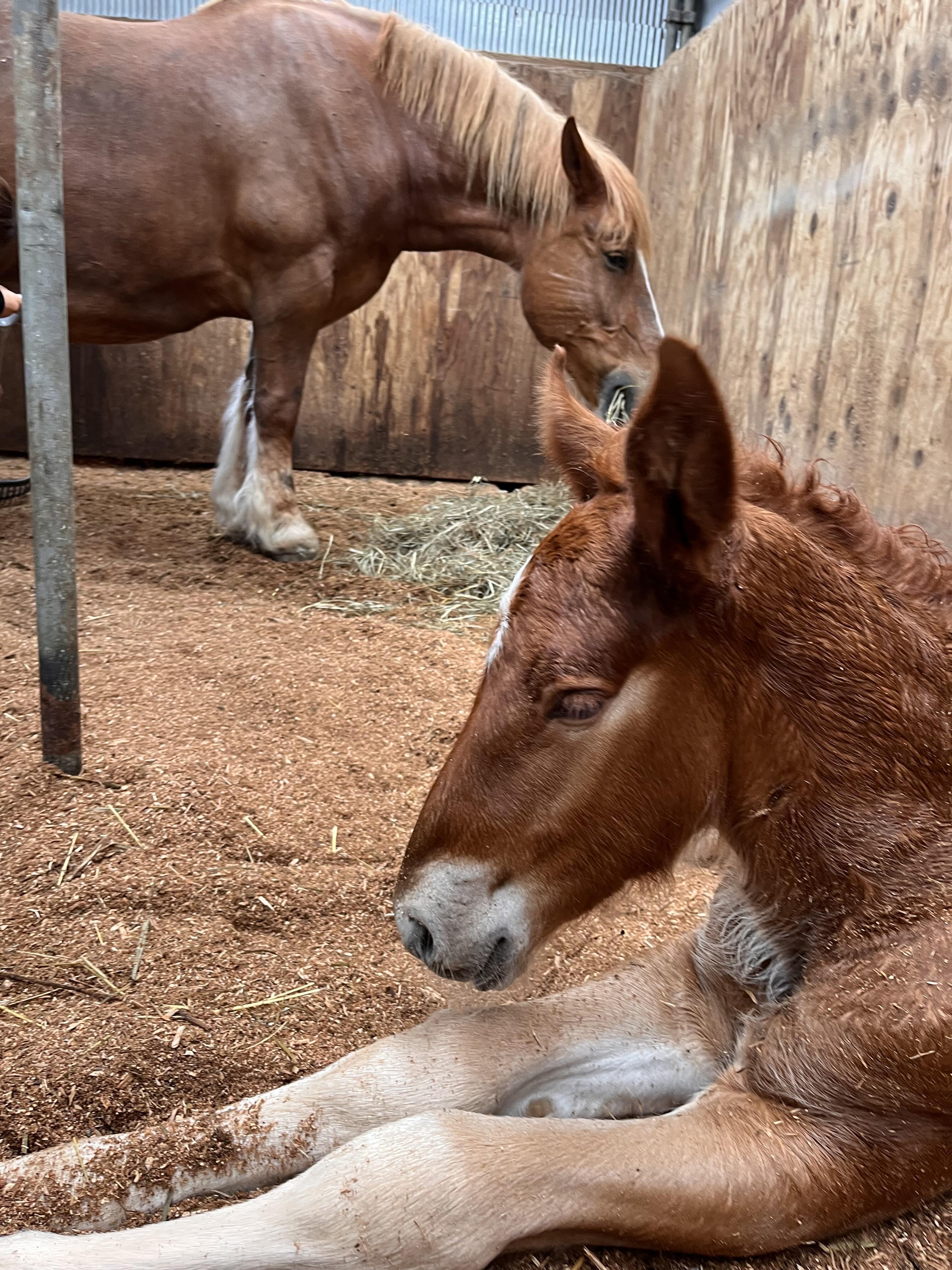 飼育されている馬の様子