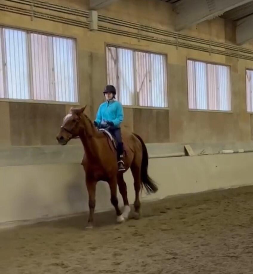 馬術部による乗馬の風景