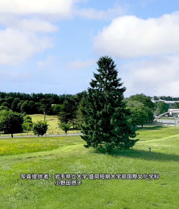 ドイツトウヒの写真（写真提供者：岩手県立大学盛岡短期大学部国際文化学科　小野田摂子）