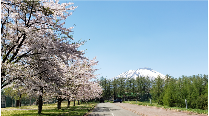 岩手山と桜